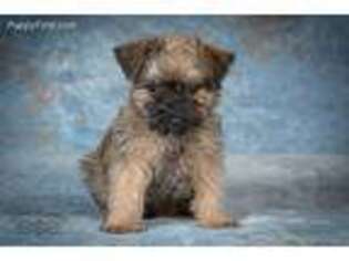 Brussels Griffon Puppy for sale in Grayslake, IL, USA