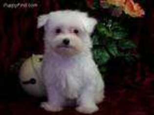 Maltese Puppy for sale in Hartford, AR, USA