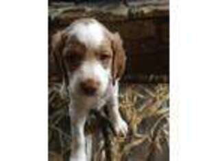 Brittany Puppy for sale in Riceville, IA, USA