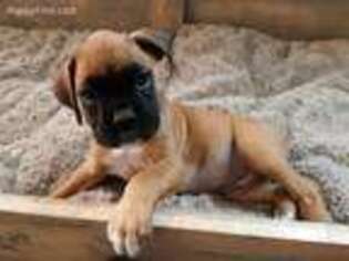 Boxer Puppy for sale in Sneads Ferry, NC, USA