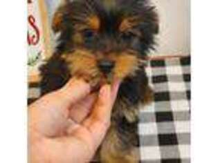 Yorkshire Terrier Puppy for sale in Columbia, NJ, USA