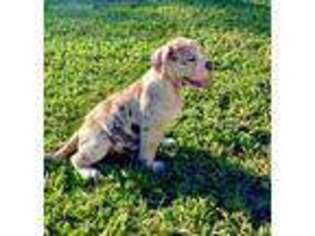 Alapaha Blue Blood Bulldog Puppy for sale in West Palm Beach, FL, USA