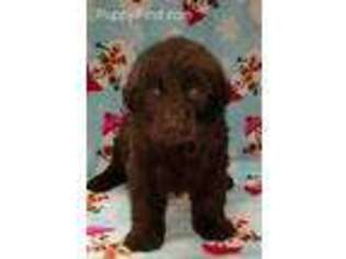 Newfoundland Puppy for sale in Silver Lake, IN, USA