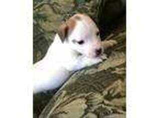 Jack Russell Terrier Puppy for sale in Elkin, NC, USA