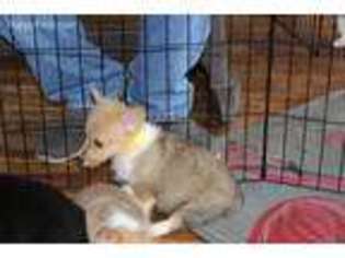 Pembroke Welsh Corgi Puppy for sale in Ralston, OK, USA