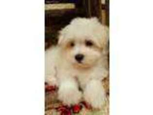 Maltese Puppy for sale in Center Ridge, AR, USA