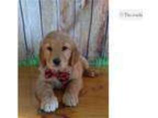 Golden Retriever Puppy for sale in Springfield, MO, USA