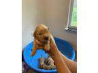 Golden Retriever Puppy for sale in Ocala, FL, USA