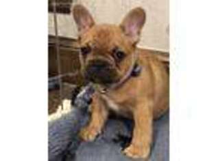 French Bulldog Puppy for sale in Weatherford, OK, USA
