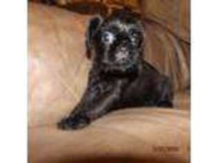 Brussels Griffon Puppy for sale in Berryville, AR, USA