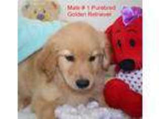Golden Retriever Puppy for sale in Flemington, NJ, USA
