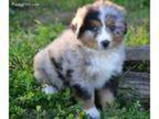 Mutt Puppy for sale in Melvern, KS, USA