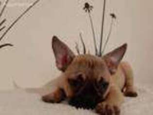 French Bulldog Puppy for sale in Paris, TX, USA