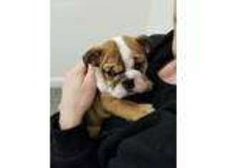 Bulldog Puppy for sale in Roseville, CA, USA