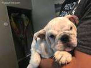 Bulldog Puppy for sale in Pampa, TX, USA