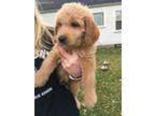 Labradoodle Puppy for sale in Sandusky, OH, USA