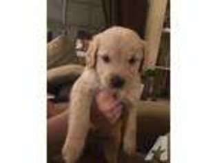Golden Retriever Puppy for sale in SNOHOMISH, WA, USA
