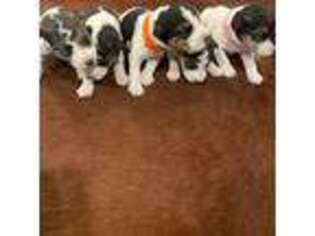 Mutt Puppy for sale in Pennville, IN, USA