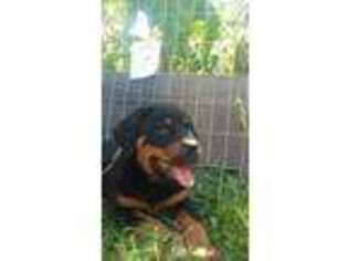 Rottweiler Puppy for sale in Fort Collins, CO, USA