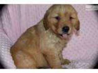 Golden Retriever Puppy for sale in Fort Worth, TX, USA