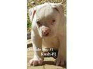 American Bulldog Puppy for sale in Parsons, TN, USA