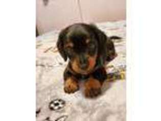 Dachshund Puppy for sale in Christiansburg, VA, USA