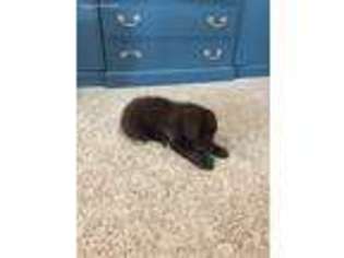 Mutt Puppy for sale in Dry Ridge, KY, USA