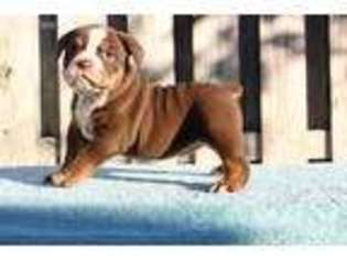Olde English Bulldogge Puppy for sale in Gulfport, MS, USA