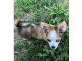 Chihuahua Puppy for sale in Bonduel, WI, USA