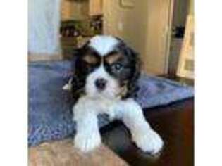 Cavalier King Charles Spaniel Puppy for sale in Halifax, PA, USA