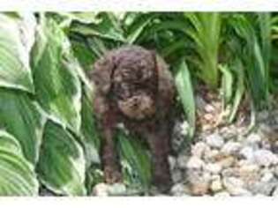 Mutt Puppy for sale in Argos, IN, USA