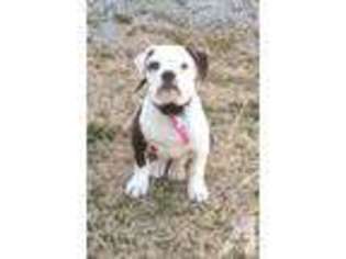 American Bulldog Puppy for sale in CASSVILLE, MO, USA