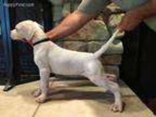 Dogo Argentino Puppy for sale in Jackson, MO, USA