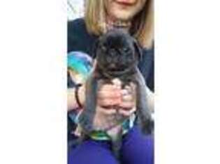 Pug Puppy for sale in Bennett, CO, USA