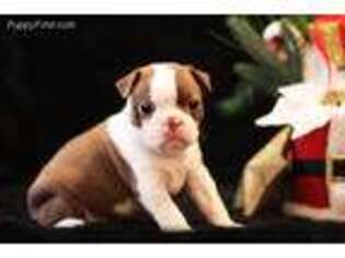 Boston Terrier Puppy for sale in Ash Grove, MO, USA