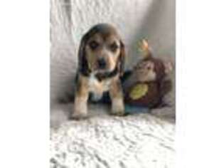 Beagle Puppy for sale in Flemington, MO, USA