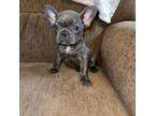 French Bulldog Puppy for sale in Hazlehurst, GA, USA