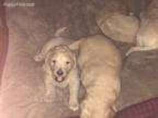 Goldendoodle Puppy for sale in Leitchfield, KY, USA