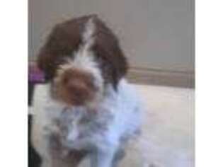 Wirehaired Pointing Griffon Puppy for sale in Henderson, NC, USA