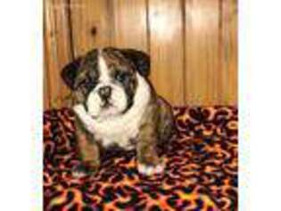 Bulldog Puppy for sale in Falcon, MO, USA