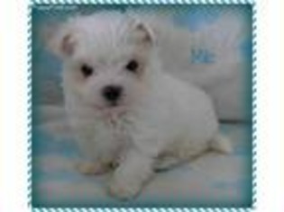 Maltese Puppy for sale in Chagrin Falls, OH, USA