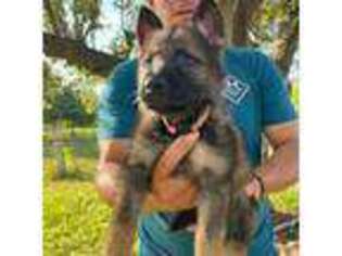 German Shepherd Dog Puppy for sale in Angleton, TX, USA