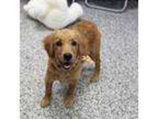 Mutt Puppy for sale in Mount Vernon, OH, USA