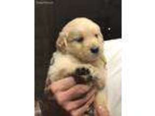 Golden Retriever Puppy for sale in Wynne, AR, USA