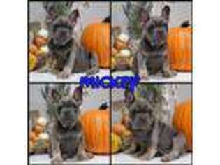 French Bulldog Puppy for sale in Ridgecrest, CA, USA