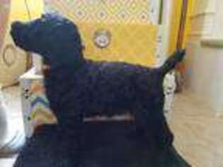 Mutt Puppy for sale in Plato, MN, USA