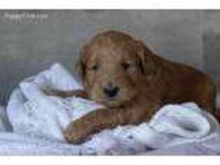 Goldendoodle Puppy for sale in Plains, MT, USA