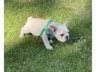 French Bulldog Puppy for sale in Hawthorne, CA, USA