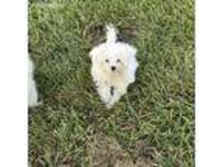 Maltese Puppy for sale in Plant City, FL, USA