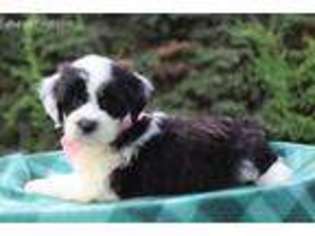 Tibetan Terrier Puppy for sale in Eden Valley, MN, USA